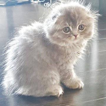 スコティッシュフォールド(折れ耳)【愛知県・女の子・2025年8月27日・ブルー（柔らかいですよ）】の写真「とても人懐っこくて可愛いですよ！」