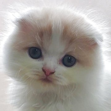 スコティッシュフォールド(折れ耳)【愛知県・男の子・2025年8月27日・クリーム&ホワイト（柔らかいですよ）】の写真「とても人懐っこくて可愛いですよ！」