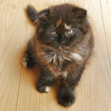 スコティッシュフォールド(折れ耳)【愛知県・女の子・2025年9月14日・トーティー（柔らかいですよ！）】の写真「とても人懐っこくて可愛いですよ」