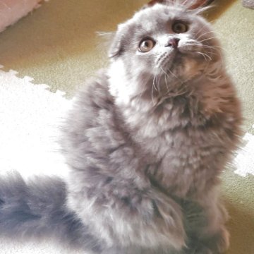 スコティッシュフォールド(折れ耳)【愛知県・女の子・2025年8月27日・ブルータビー（柔らかいですよ）】の写真「とても人懐っこくて可愛いですよ！」