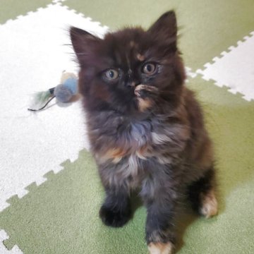 スコティッシュフォールド(立ち耳)【愛知県・女の子・2025年9月14日・トーティー（柔らかいですよ）】の写真「とても人懐っこくて可愛いですよ」