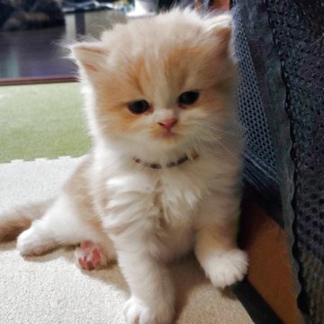 スコティッシュフォールド(立ち耳)【愛知県・男の子・2025年9月28日・クリーム&ホワイト（柔らかいですよ）】の写真「とても人懐っこくて可愛いですよ」