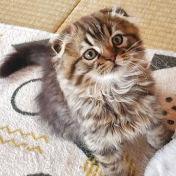 スコティッシュフォールド(折れ耳)【愛知県・女の子・2025年2月1日・ブラウンタビー（柔らかいですよ！）】の写真「とても人懐っこくて可愛いですよ」