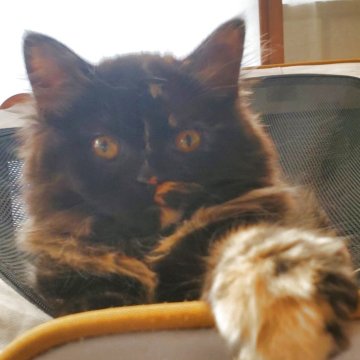 スコティッシュフォールド(立ち耳)【愛知県・女の子・2025年9月14日・トーティー（柔らかいですよ！）】の写真「とても人懐っこくて可愛いですよ」