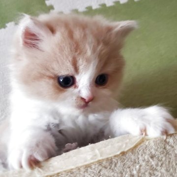 スコティッシュフォールド(立ち耳)【愛知県・男の子・2025年9月28日・クリーム&ホワイト（柔らかいですよ）】の写真「とても人懐っこくて可愛いですよ」