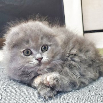 スコティッシュフォールド(折れ耳)【愛知県・女の子・2025年8月27日・ブルータビー（柔らかいですよ！）】の写真「とても人懐っこくて可愛いですよ！」