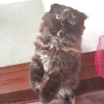 スコティッシュフォールド(折れ耳)【愛知県・女の子・2025年9月14日・トーティー（柔らかいですよ！）】の写真「とても人懐っこくて可愛いですよ」