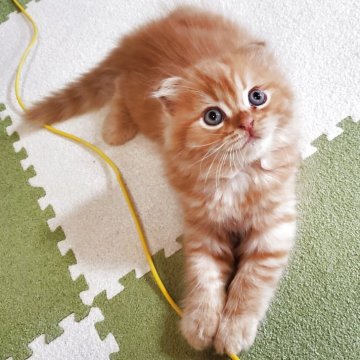 スコティッシュフォールド(折れ耳)【愛知県・男の子・2025年9月14日・レッドタビー（柔らかいですよ）】の写真「とても人懐っこくて可愛いですよ」