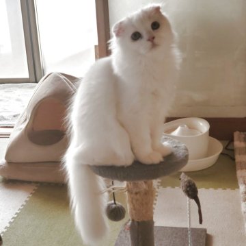 スコティッシュフォールド(折れ耳)【愛知県・男の子・2025年8月1日・ホワイト（柔らかい長毛です！）】の写真「真っ白の長毛でとても人懐っこくて可愛いですよ！」