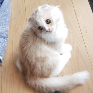 スコティッシュフォールド(折れ耳)【愛知県・男の子・2025年8月27日・クリーム&ホワイト（柔らかいですよ）】の写真「とても人懐っこくて可愛いですよ！」