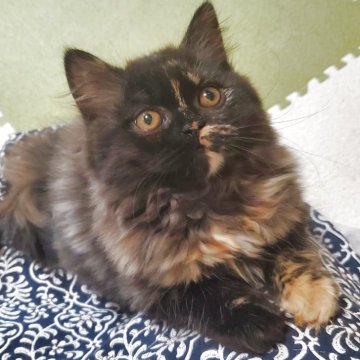 スコティッシュフォールド(立ち耳)【愛知県・女の子・2025年9月14日・トーティー（柔らかいですよ！）】の写真「とても人懐っこくて可愛いですよ」