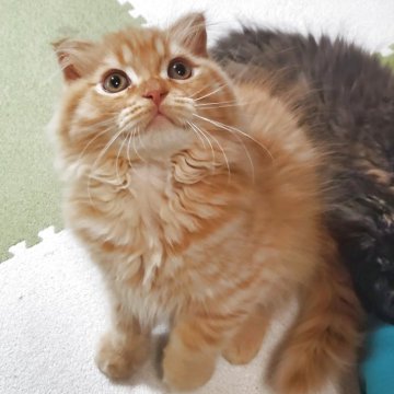 スコティッシュフォールド(折れ耳)【愛知県・男の子・2025年9月14日・レッドタビー（柔らかいですよ！）】の写真「とても人懐っこくて可愛いですよ」