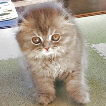 スコティッシュフォールド(折れ耳)【愛知県・女の子・2025年8月27日・ブルー（柔らかいですよ）】の写真「とても人懐っこくて可愛いですよ！」