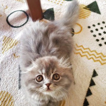 スコティッシュフォールド(折れ耳)【愛知県・女の子・2025年8月27日・ブルー（柔らかいですよ）】の写真「とても人懐っこくて可愛いですよ！」