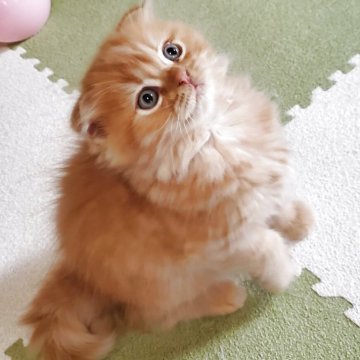 スコティッシュフォールド(折れ耳)【愛知県・男の子・2025年9月14日・レッドタビー（柔らかいですよ）】の写真「とても人懐っこくて可愛いですよ」