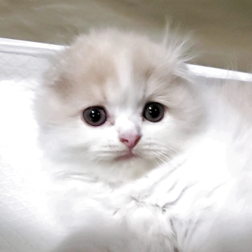 スコティッシュフォールド(折れ耳)【愛知県・男の子・2025年8月27日・クリーム&ホワイト（柔らかいですよ）】の写真「とても人懐っこくて可愛いですよ！」