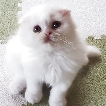スコティッシュフォールド(折れ耳)【愛知県・女の子・2025年9月14日・ホワイト（まっ白な長毛で柔らかいですよ）】の写真「まっ白な長毛で成長と共にゴージャスになると思います」