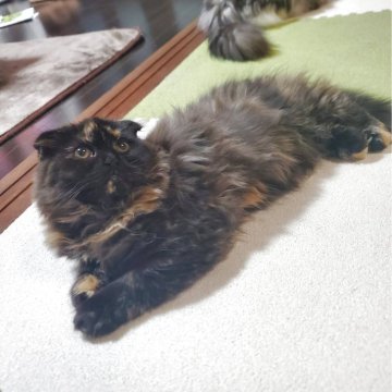 スコティッシュフォールド(折れ耳)【愛知県・女の子・2025年9月14日・トーティー（柔らかいですよ！）】の写真「とても人懐っこくて可愛いですよ」