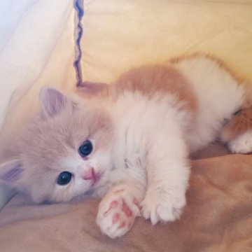 スコティッシュフォールド(立ち耳)【愛知県・女の子・2025年9月28日・クリーム&ホワイト（柔らかいですよ！）】の写真「とても人懐っこくて可愛いですよ」