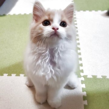 スコティッシュフォールド(立ち耳)【愛知県・男の子・2025年9月28日・クリーム&ホワイト（柔らかいですよ！）】の写真「とても人懐っこくて可愛いですよ」
