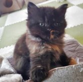 スコティッシュフォールド(立ち耳)