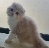 スコティッシュフォールド(折れ耳)【愛知県・男の子・2024年11月23日・クリームタビー】の写真1