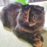 スコティッシュフォールド(折れ耳)【愛知県・女の子・2025年8月1日・トーティ】の写真1