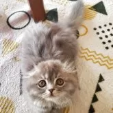 スコティッシュフォールド(折れ耳)【愛知県・女の子・2025年8月27日・ブルー】の写真1