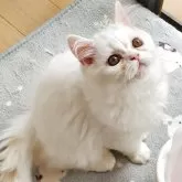 スコティッシュフォールド(立ち耳)