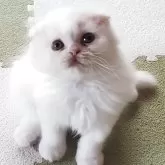 スコティッシュフォールド(折れ耳)