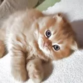 スコティッシュフォールド(折れ耳)