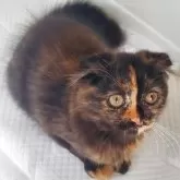 スコティッシュフォールド(折れ耳)【愛知県・女の子・2025年8月1日・トーティ】の写真2