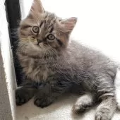 スコティッシュフォールド(立ち耳)【愛知県・男の子・2025年2月1日・ブラウンタビー】の写真2