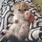 スコティッシュフォールド(立ち耳)【愛知県・女の子・2025年12月20日・キャリコ】の写真3