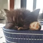 スコティッシュフォールド(立ち耳)【愛知県・女の子・2025年9月14日・トーティー】の写真3