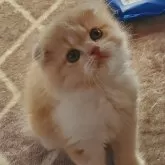 スコティッシュフォールド(折れ耳)【愛知県・男の子・2024年11月23日・クリームタビー】の写真3