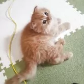 スコティッシュフォールド(折れ耳)【愛知県・男の子・2025年9月14日・レッドタビー】の写真4