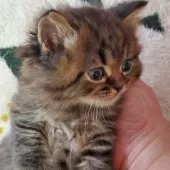 スコティッシュフォールド(立ち耳)【愛知県・男の子・2025年2月1日・ブラウンタビー】の写真4