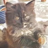 スコティッシュフォールド(立ち耳)【愛知県・女の子・2025年9月14日・トーティー】の写真5