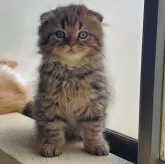 スコティッシュフォールド(折れ耳)【愛知県・女の子・2025年2月1日・ブラウンタビー】の写真5