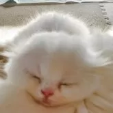 スコティッシュフォールド(折れ耳)【愛知県・女の子・2026年1月1日・ホワイト】の写真6