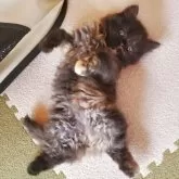 スコティッシュフォールド(立ち耳)【愛知県・女の子・2025年9月14日・トーティー】の写真6