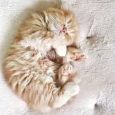 スコティッシュフォールド(折れ耳)【愛知県・男の子・2025年9月14日・レッドタビー】の写真7