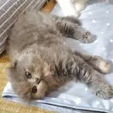 スコティッシュフォールド(折れ耳)【愛知県・女の子・2025年8月27日・ブルータビー】の写真7