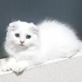 スコティッシュフォールド(折れ耳)【愛知県・男の子・2025年8月1日・ホワイト】の写真8