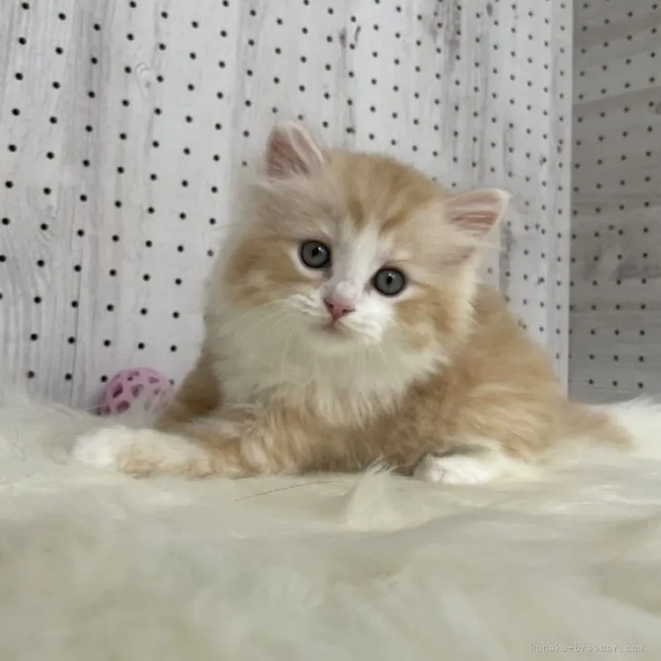 ID:2306-00099の子猫