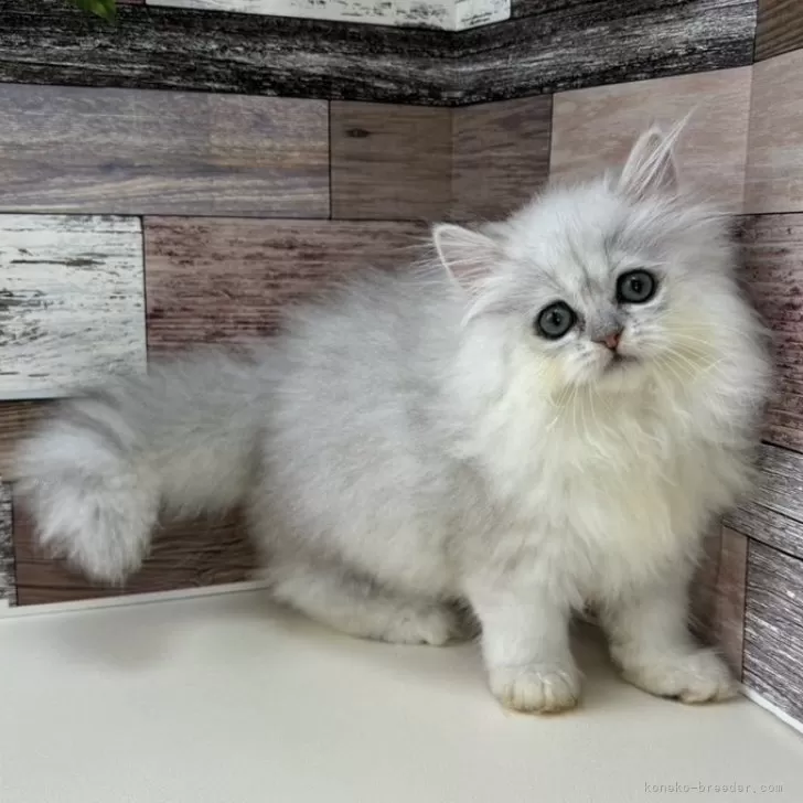 ID:2406-00822の子猫