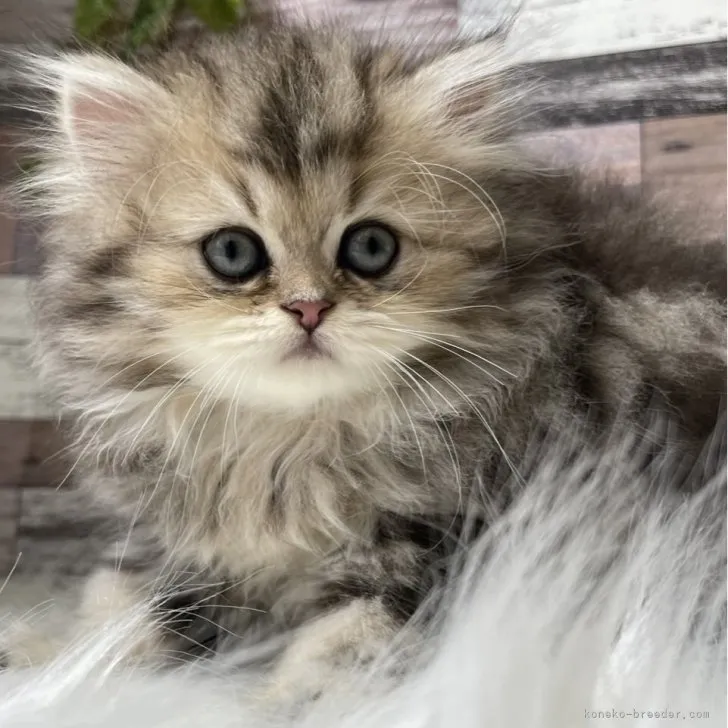 ID：2307-02388の子猫