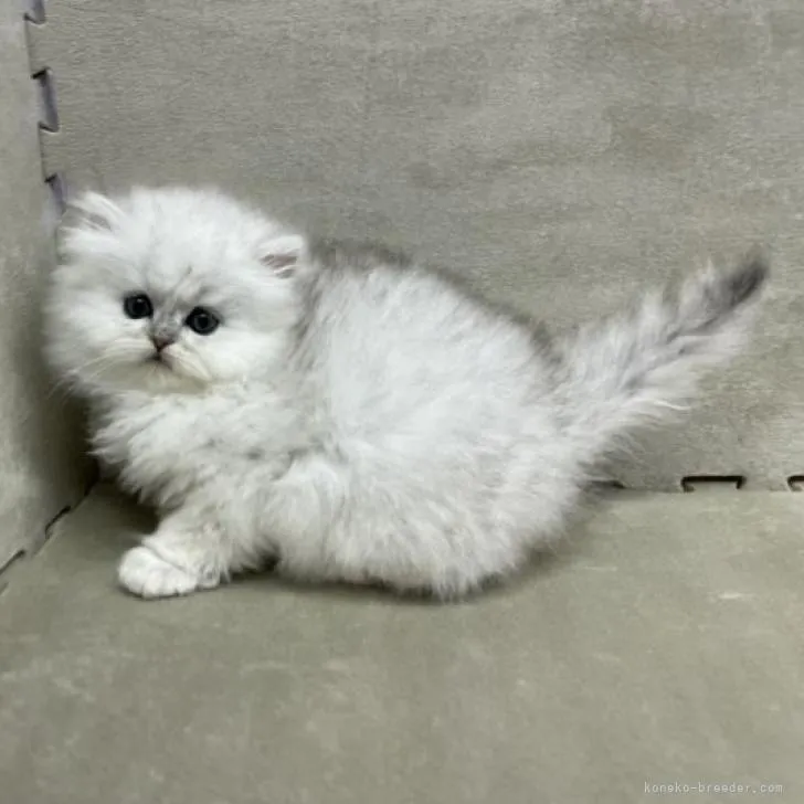 ID：2211-01111の子猫