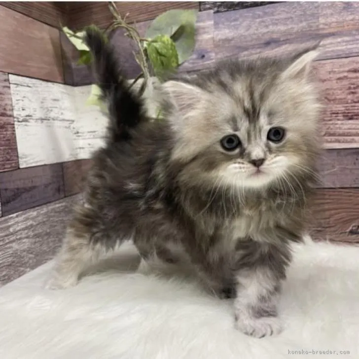 ID：2301-00679の子猫